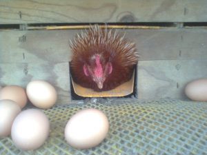 oeufs