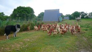 poules
